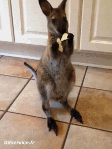 Humor - Fun Animales Canguros 01 