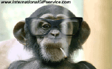 Humor -  Fun Animals Monkeys 01 