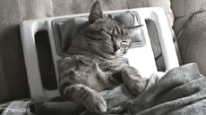 Humor -  Fun Tiere Katze 04 