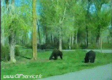 Humor -  Fun Tiere Bär 01 