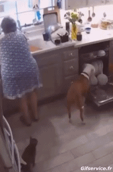 Humor -  Fun Tiere Hunde 04 