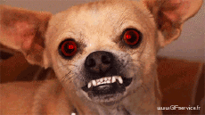 Humour - Fun Animaux Chiens Serie 03 