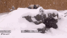 Humor -  Fun Tiere Bär 01 