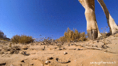 Humor -  Fun Tiere Giraffen 01 