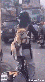 Humor -  Fun Animals Dogs 04 