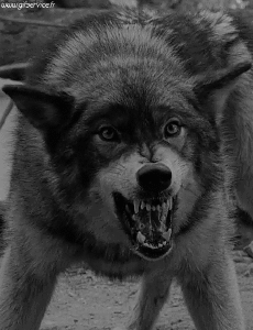 Humor -  Fun Animals Wolf 01 