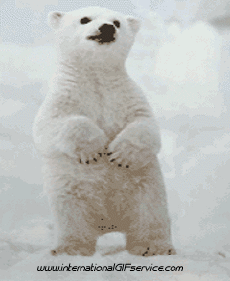 Humor - Fun Animales Oso 01 