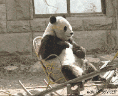 Humour - Fun Animaux Ours Serie 01 