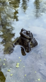 Humor -  Fun Animals Frogs 01 