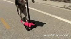 Humor -  Fun Tiere Hunde 01 