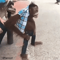 Humor -  Fun Tiere Affen 01 