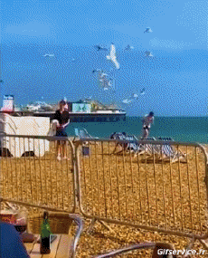 Humor - Fun Animales Pájaros Gaviotas 