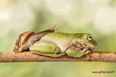 Humor -  Fun Animals Snails 01 