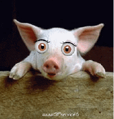 Humour - Fun Animaux Cochons Sangliers Serie 01 