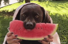 Humor -  Fun Animals Dogs 04 