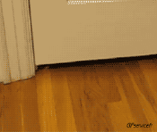 Humor - Fun Animales Gatos 05 