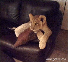 Humor - Fun Animales Leones 01 