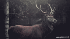 Humor -  Fun Tiere Hirsch - Kitz 01 