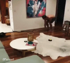 Humor -  Fun Animals Snakes 01 