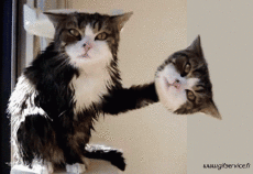 Humor -  Fun Animals Cats 04 