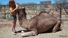Humor -  Fun Animals Camels 01 