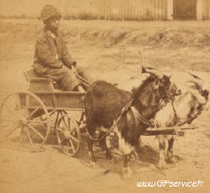 Humour - Fun 3D Effets Stéreoscopique Wiggle 