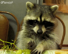 Humor - Fun Animales Mapaches 01 