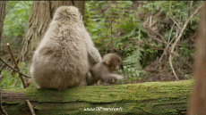 Humour - Fun Animaux Singes Serie 01 