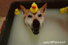 Umorismo -  Fun Animali Cani 02 