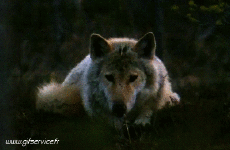 Humour - Fun Animaux Loup 01 