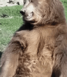 Umorismo -  Fun Animali Orso 01 