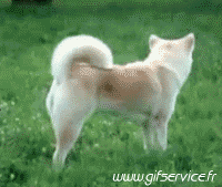 Humor -  Fun Tiere Fuchs 01 