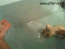 Humor -  Fun Tiere Frettchen 01 