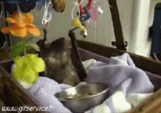 Humor -  Fun Animals Bat 01 