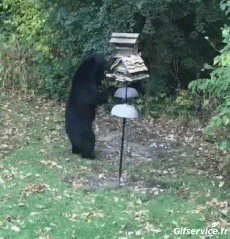 Humor -  Fun Animals Bears 01 