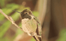 Umorismo -  Fun Animali Uccelli Colibrì 