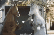 Humour - Fun Animaux Chevaux Serie 01 