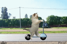 Umorismo -  Fun Animali Gatti 05 