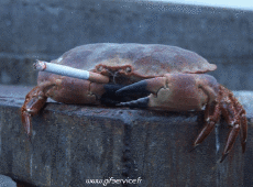 Humor - Fun Animales Cangrejos 01 