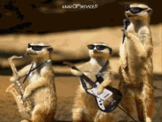 Humor -  Fun Animals Suricat 01 