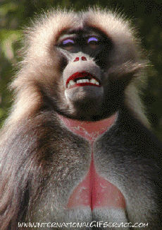 Humor - Fun Animales Monos 01 