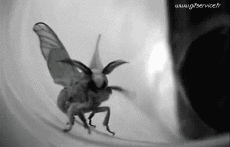 Humour - Fun Animaux Insectes Serie 01 