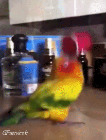 Humour - Fun Animaux Oiseaux Pérroquet Péruche 