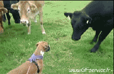 Humor -  Fun Tiere Kühe 01 