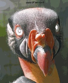 Humor -  Fun Animals Birds Various 