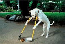 Umorismo -  Fun Animali Cani 01 