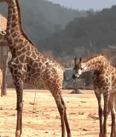 Humor - Fun Animales Jirafas 01 