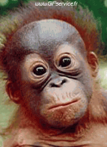 Humor -  Fun Animals Monkeys 01 