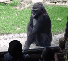 Humour - Fun Animaux Singes Serie 01 