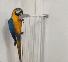 Humor - Fun Animales Pájaros Loro Peruche 